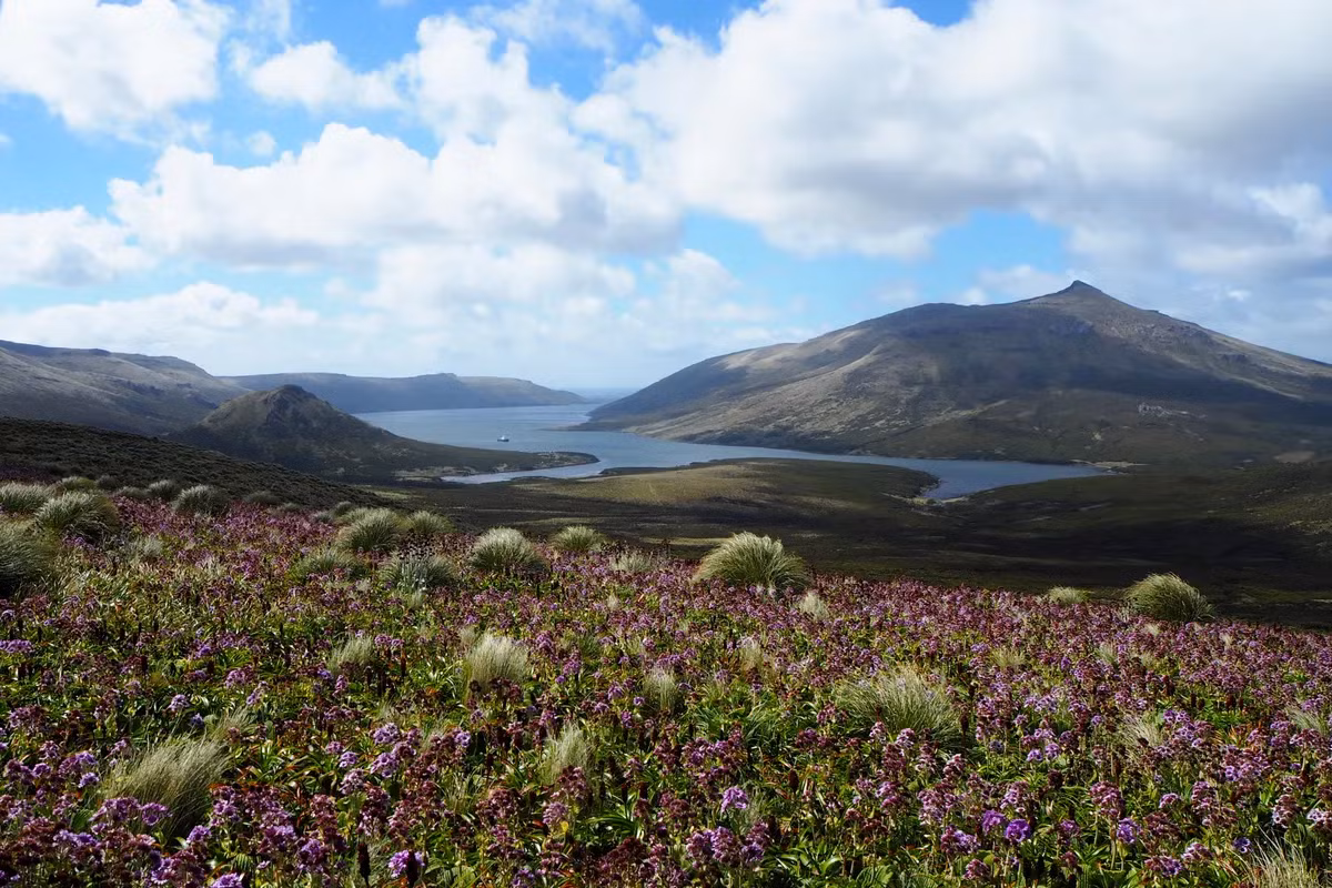 Dù đứng một mình, cây không thực sự cô đơn khi xung quanh là hải cẩu, sư tử biển và chim cánh cụt – và nó có thể nắm giữ manh mối thay đổi tương lai Trái Đất. (Ảnh: atlasobscura)