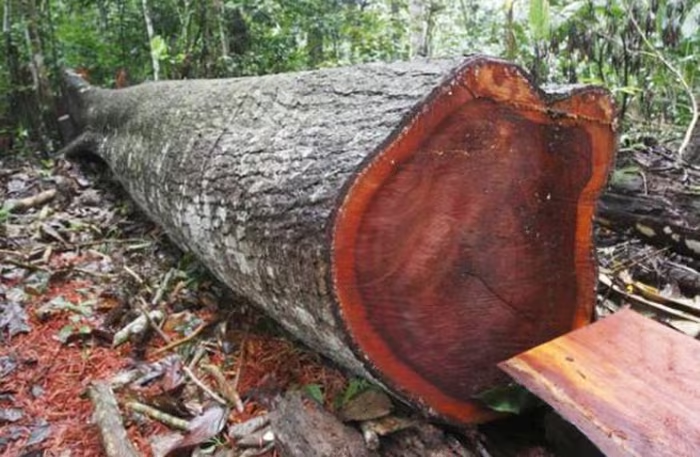 Loại gỗ này được sử dụng trong xây dựng, sản xuất nội thất và mỹ nghệ cao cấp. (Ảnh: DNVN)