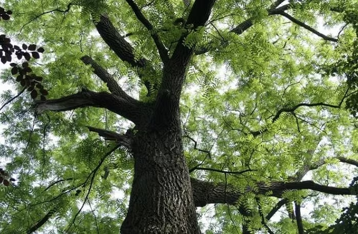 Gỗ lim xanh nổi tiếng với độ bền cao, chống mối mọt và chịu lực tốt. (Ảnh: DNVN)