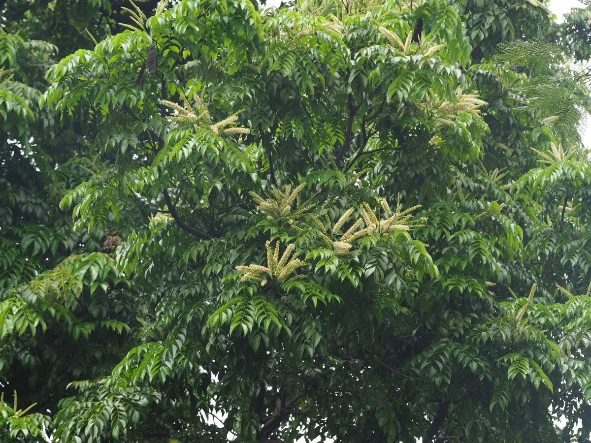 Hệ rễ sâu của lim xanh giúp giữ ẩm, ổn định địa hình và cân bằng hệ sinh thái. (Ảnh: PictureThis)