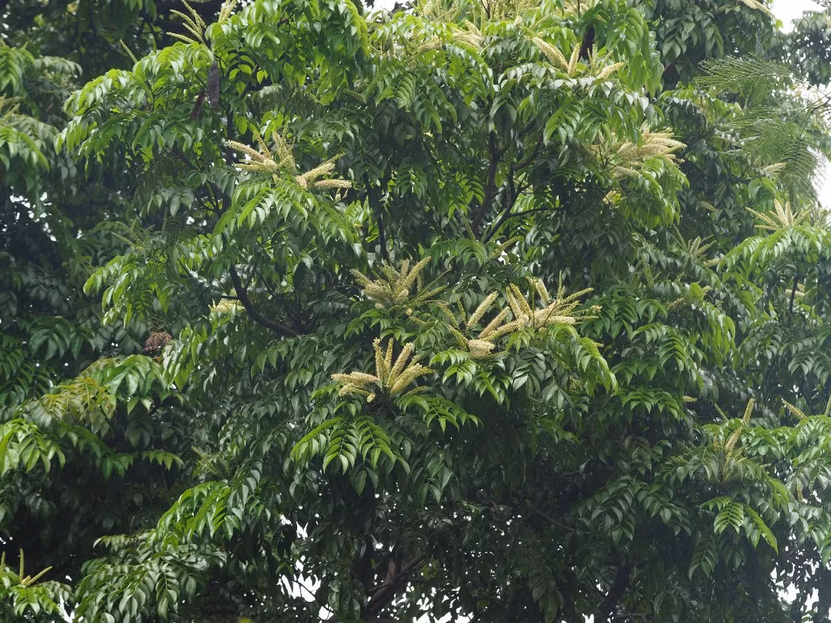 Hệ rễ sâu của lim xanh giúp giữ ẩm, ổn định địa hình và cân bằng hệ sinh thái. (Ảnh: PictureThis)