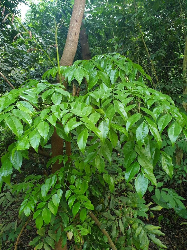 Ngoài giá trị kinh tế, loài cây này còn giúp chống xói mòn và bảo vệ đất rừng. (Ảnh: iNaturalist)