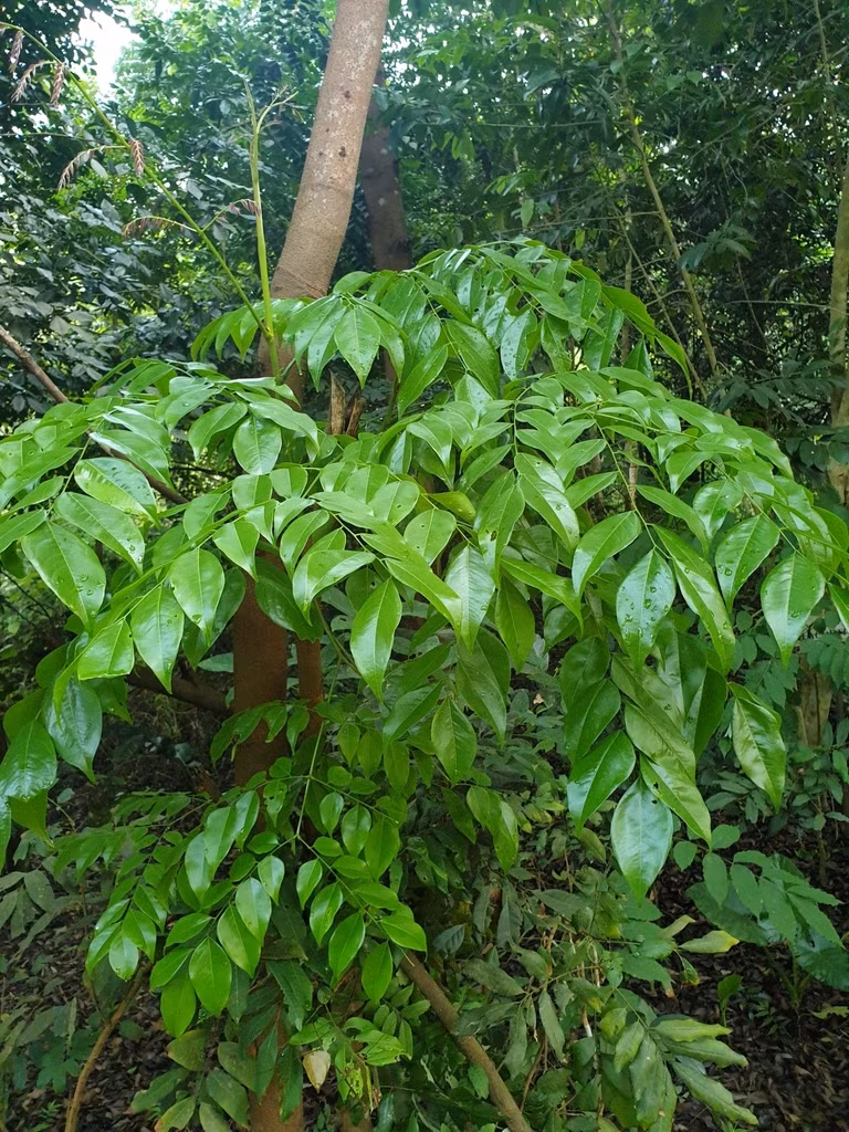 Ngoài giá trị kinh tế, loài cây này còn giúp chống xói mòn và bảo vệ đất rừng. (Ảnh: iNaturalist)