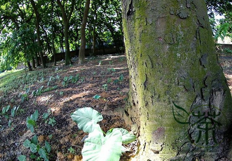 Phát triển rừng lim xanh bền vững sẽ mang lại lợi ích lâu dài cho con người. (Ảnh: Alchetron)