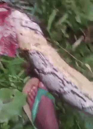 Chính quyền địa phương đã phát cảnh báo khẩn cấp về nguy cơ trăn khổng lồ tại các khu vực rừng rậm và canh tác xa khu dân cư. Theo các chuyên gia, loài trăn gấm, dù không chủ động săn người, có thể tấn công khi đói hoặc cảm thấy bị đe dọa. Những sự việc tương tự luôn để lại nỗi đau lớn cho gia đình nạn nhân. (Ảnh: Người đưa tin)