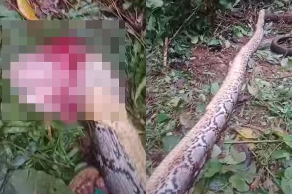 Anh La Faru, con trai bà Wa Siti, lo lắng vì mẹ đi quá lâu, đã tìm kiếm và chứng kiến cảnh tượng ám ảnh khi bị " quái thú" đoạt mạng. Dù hàng xóm nhanh chóng mổ bụng con trăn để cứu bà Siti, nhưng bà đã không qua khỏi. Anh La Faru và người dân chia sẻ rằng khu vực này trước kia từng xuất hiện trăn lớn, nhưng sự việc lần này gây bàng hoàng tột độ. (Ảnh: Người đưa tin)