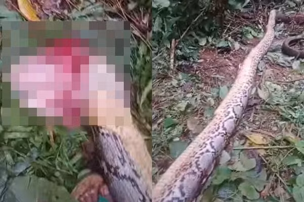 Anh La Faru, con trai bà Wa Siti, lo lắng vì mẹ đi quá lâu, đã tìm kiếm và chứng kiến cảnh tượng ám ảnh khi bị " quái thú" đoạt mạng. Dù hàng xóm nhanh chóng mổ bụng con trăn để cứu bà Siti, nhưng bà đã không qua khỏi. Anh La Faru và người dân chia sẻ rằng khu vực này trước kia từng xuất hiện trăn lớn, nhưng sự việc lần này gây bàng hoàng tột độ. (Ảnh: Người đưa tin)
