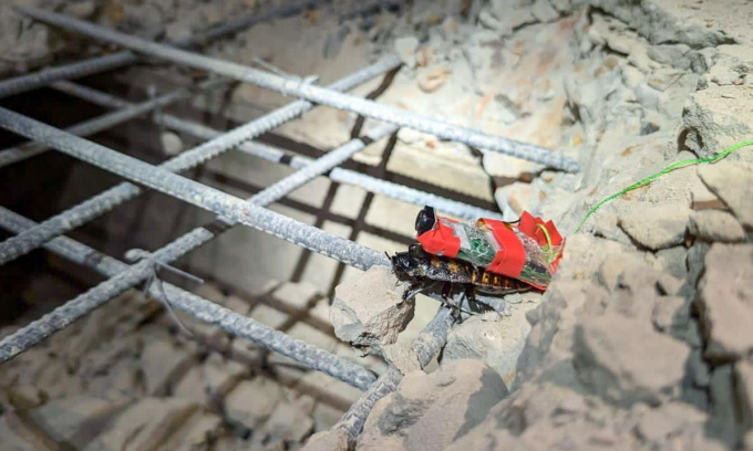 Sau trận động đất kinh hoàng 7,7 độ richter ngày 28/3 tại Myanmar khiến hơn 3.000 người thiệt mạng và hàng trăm người mất tích, Singapore đã triển khai một đội cứu hộ đặc biệt gồm 34 nhân viên, 80 quân nhân và… 10 con gián cyborg – thiết bị công nghệ sinh học tiên tiến nhất Đông Nam Á hiện nay. (Ảnh: Thanh niên Việt)