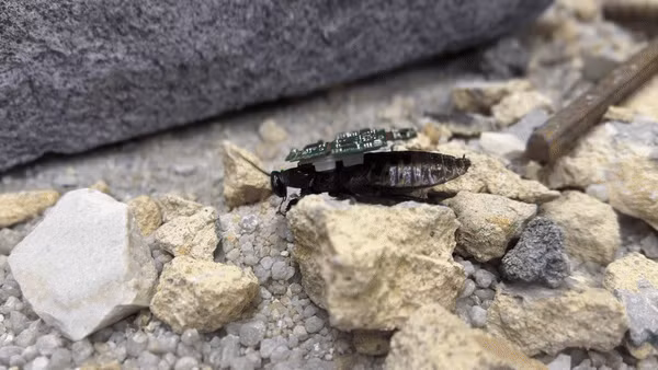 Chúng có khả năng chui vào các khe nứt nhỏ trong đống đổ nát, dò tìm người sống sót mà chó nghiệp vụ hay robot truyền thống không thể tiếp cận.(Ảnh: Thanh niên Việt)