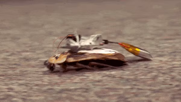 Sở dĩ gián được lựa chọn là vì chúng dẻo dai, nhỏ gọn, có thể sống sót sau khi phẫu thuật, chịu nhiệt cao, kháng phóng xạ và tồn tại lâu trong môi trường khắc nghiệt – những điều khiến chúng trở thành “ứng viên hoàn hảo” cho công nghệ cứu nạn tương lai. (Ảnh: Thanh niên Việt)