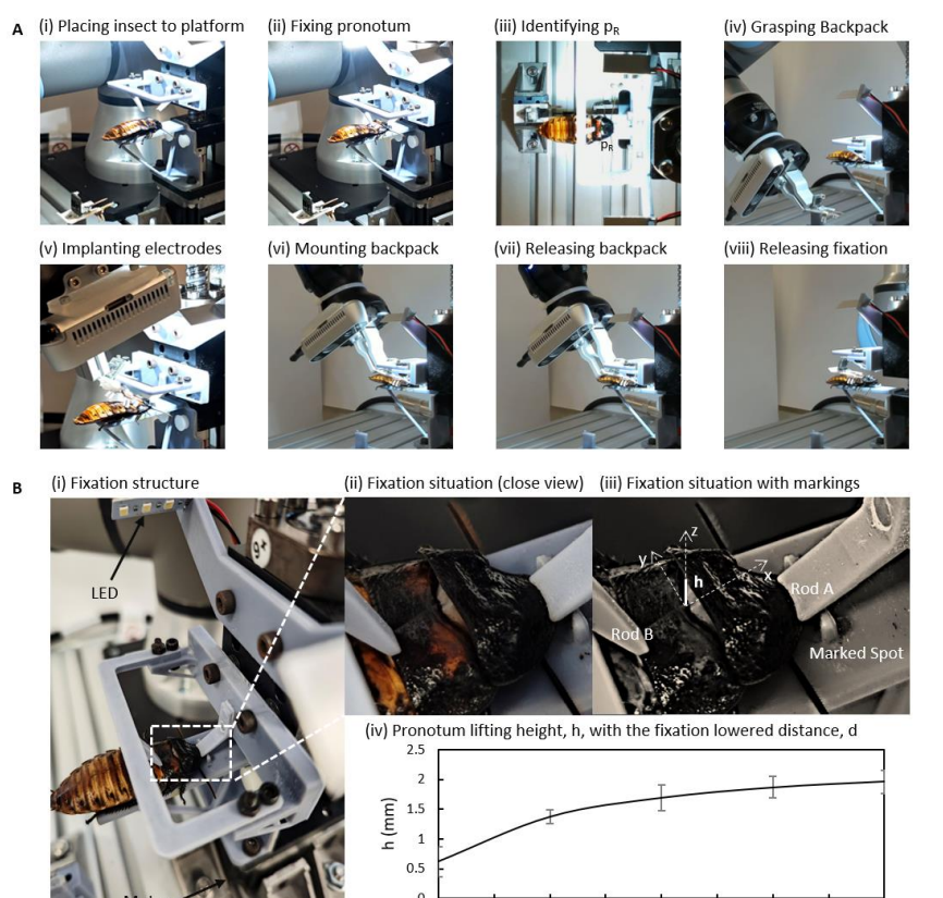Kỹ thuật hoạt động của gián cyborg dựa trên việc cấy điện cực vào râu và ngực, cho phép điều khiển hướng di chuyển từ xa. Ngoài ra, chúng còn có chế độ “tự lái” bằng AI, giúp tự tránh vật cản và tối ưu đường đi.(Ảnh: Thanh niên Việt)