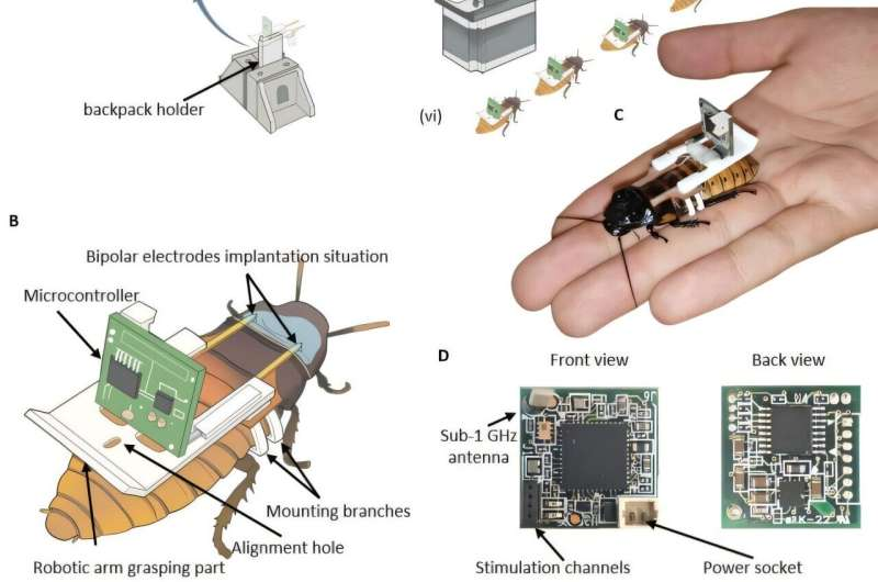Những “gián máy” này do Đại học Công nghệ Nanyang, Cơ quan Cơ quan Khoa học và Công nghệ (HTX) và công ty Giải pháp và Kỹ thuật (KLASS) phát triển, kết hợp gián thật (gián gió Madagascar) với cảm biến, camera hồng ngoại, mạch điều khiển và AI. (Ảnh: Thanh niên Việt)