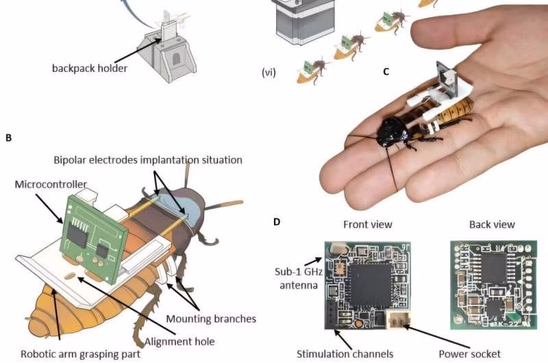 Những “gián máy” này do Đại học Công nghệ Nanyang, Cơ quan Cơ quan Khoa học và Công nghệ (HTX) và công ty Giải pháp và Kỹ thuật (KLASS) phát triển, kết hợp gián thật (gián gió Madagascar) với cảm biến, camera hồng ngoại, mạch điều khiển và AI. (Ảnh: Thanh niên Việt)