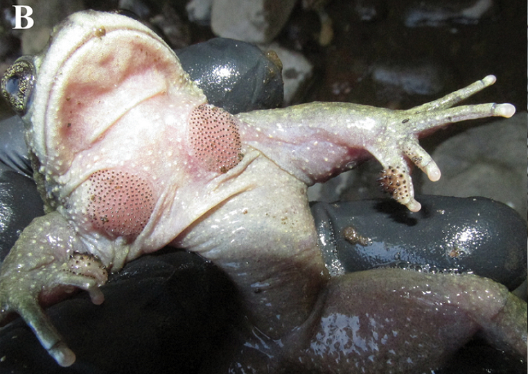 Việc tái phát hiện A. vittatus là một bước tiến lớn trong nghiên cứu bò sát học và bảo tồn động vật lưỡng cư. (Ảnh: ZooKeys)