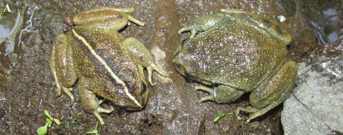 Nhiều loài thuộc chi Alsodes đang bị đe dọa nghiêm trọng hoặc chưa có đủ thông tin để đánh giá tình trạng bảo tồn. (Ảnh: ZooKeys)