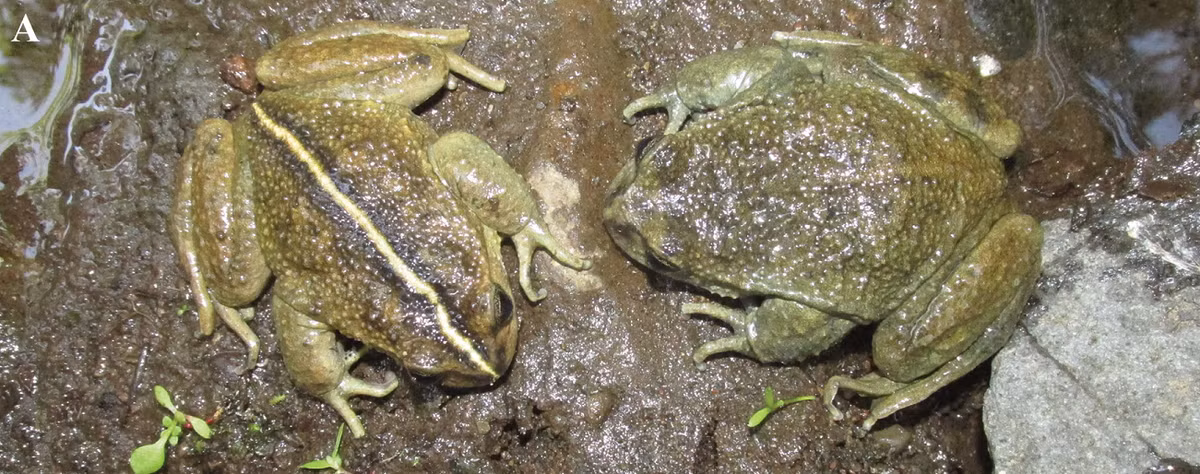 Nhiều loài thuộc chi Alsodes đang bị đe dọa nghiêm trọng hoặc chưa có đủ thông tin để đánh giá tình trạng bảo tồn. (Ảnh: ZooKeys)