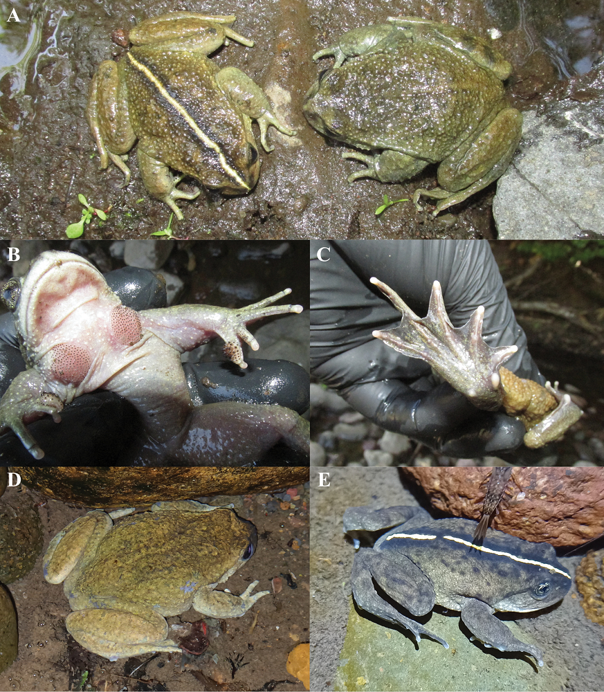 Năm 2023 - 2024, sau nhiều cuộc thám hiểm, nhóm nghiên cứu đã tìm thấy hai quần thể A. vittatus ở lưu vực sông Lolco và Portales. (Ảnh: ZooKeys)