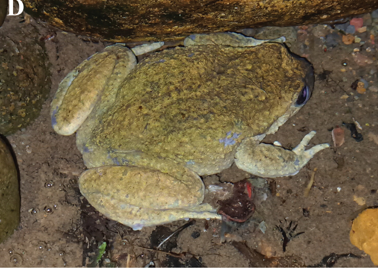 Các nhà khoa học nhấn mạnh sự cần thiết của các biện pháp bảo vệ loài này khỏi nguy cơ tuyệt chủng lần nữa. (Ảnh: ZooKeys)