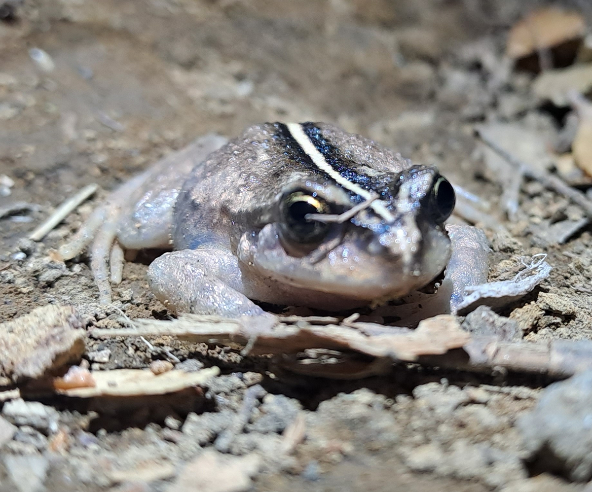 Các nhà khoa học tại Đại học Concepcíon đã lần theo hành trình của nhà côn trùng học Philibert Germain để tìm lại loài này. (Ảnh: iNaturalist)