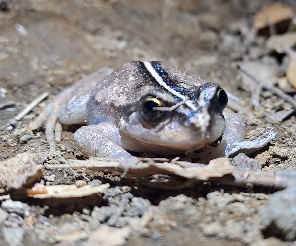 Các nhà khoa học tại Đại học Concepcíon đã lần theo hành trình của nhà côn trùng học Philibert Germain để tìm lại loài này. (Ảnh: iNaturalist)