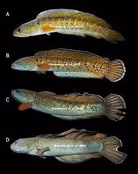 Nhà nghiên cứu cá học độc lập J. Praveenraj là người đầu tiên xác định lại danh tính loài cá quý hiếm này vào tháng 9 năm ngoái. (Ảnh: Người đưa tin)