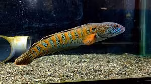 Cá đầu rắn Chel dài từ 80–100 cm, có vảy xanh và sọc vàng, được bộ lạc Rabha gọi là "Bora Chung" và dùng làm thức ăn. (Ảnh: Facebook)