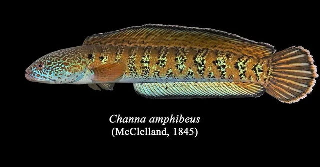 Loài cá đầu rắn Chel (Channa amphibeus) vừa được tái phát hiện sau 85 năm bị cho là tuyệt chủng, làm chấn động giới khoa học. (Ảnh: Người đưa tin)