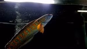 Các đặc điểm sinh trắc học như đường kính mắt và hình dạng vảy được dùng để xác nhận danh tính loài cá. (Ảnh: Facebook)