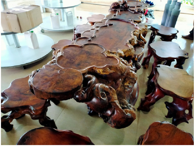 Đây là một trong những loại gỗ đắt hơn vàng, được săn lùng cho mục đích thương mại và sử dụng trong nội thất cao cấp. (Ảnh: govi)