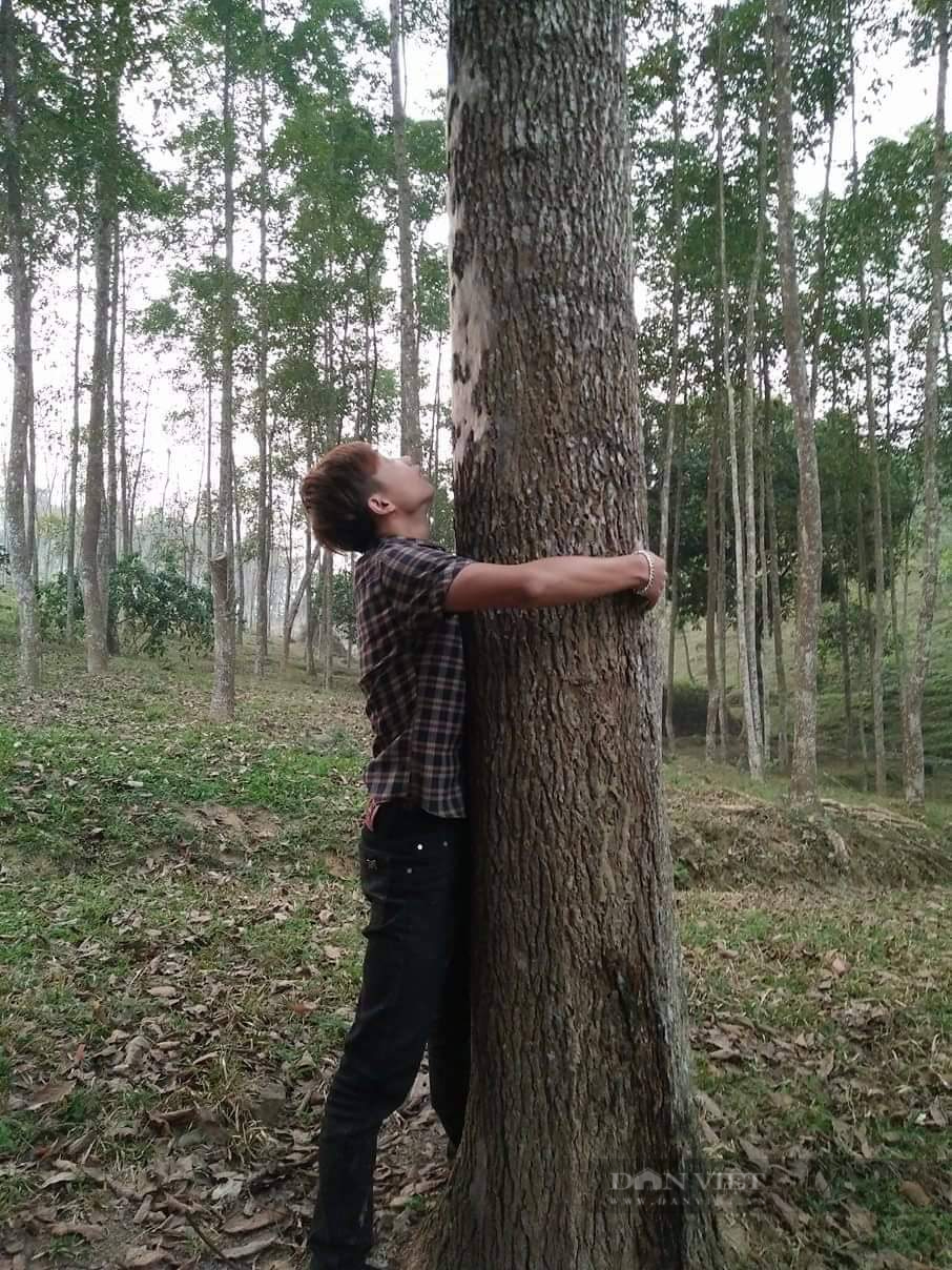 Gù hương có khả năng tái sinh tự nhiên cực kém, nên đang đứng trước nguy cơ tuyệt chủng nghiêm trọng. (Ảnh: Dân Việt)