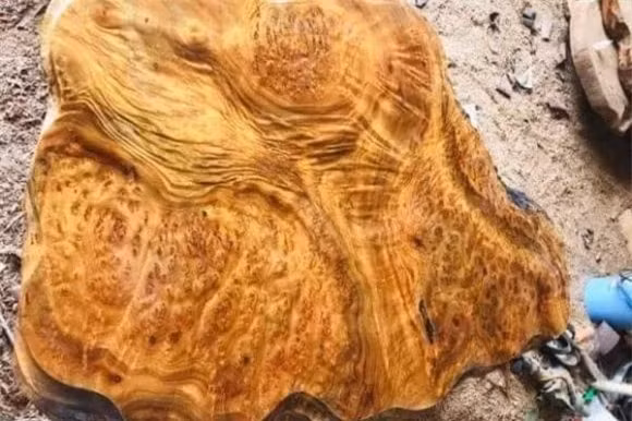 Một khảo sát từ 2010–2015 cho thấy chỉ còn 53 cây gù hương ở Việt Nam, phần lớn trong vườn nhà dân, và chỉ có 8 cây ngoài tự nhiên. (Ảnh: DNVN)