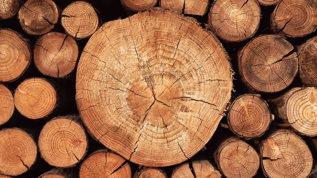  Gỗ gù hương nổi tiếng với mùi thơm dễ chịu, khả năng chống mối mọt cao và được ví như "báu vật" của thiên nhiên. (Ảnh: govi)