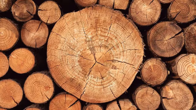  Gỗ gù hương nổi tiếng với mùi thơm dễ chịu, khả năng chống mối mọt cao và được ví như "báu vật" của thiên nhiên. (Ảnh: govi)