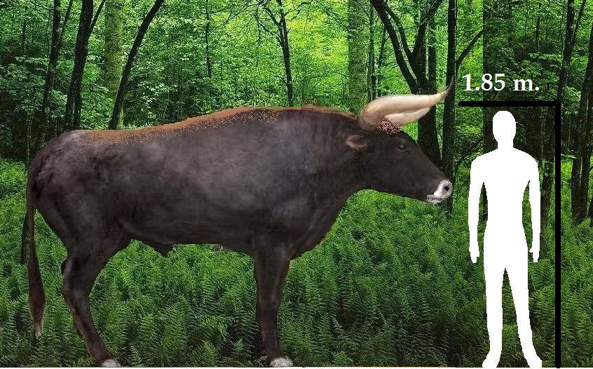 Bò Tur có lông mềm, dài, thẳng, lông ở trên trán thường xoắn lại. Màu sắc lông có thể đen, nâu hoặc trắng, xám có sọc vàng, trắng dọc theo sống lưng. Sừng bò dài như cánh cung, màu đen, khoảng 50 cm. (Ảnh: iNaturalist)