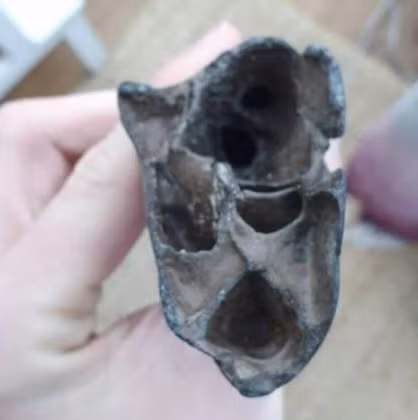 Phát hiện này làm dấy lên sự tò mò về các hóa thạch bò rừng thường trôi dạt vào bờ biển Bắc Âu và Vương quốc Anh, nơi từng là môi trường sinh sống của nhiều loài động vật cổ đại. (Ảnh: today.line.me)