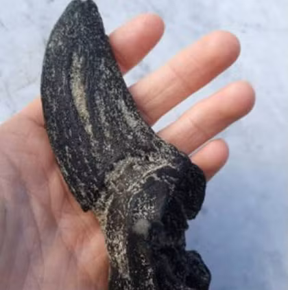 Tamás đã gửi hình ảnh đến Naturalis Biodiversity Center để xác nhận. Nếu được chấp nhận, mẫu vật có thể được trưng bày tại bảo tàng; nếu không, anh dự định tự làm giá trưng bày trong phòng riêng. (Ảnh: today.line.me)