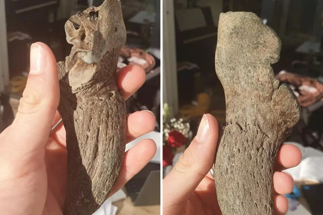 Các giả thuyết từ cộng đồng Reddit cho rằng vật thể này có thể là răng cá mập, móng vuốt lười, hoặc ngón chân thằn lằn bay. Cuối cùng, một nhà khảo cổ học xác định đây có thể là sừng bên trong hóa thạch của bò rừng châu Âu từ thời kỳ băng hà.(Ảnh: Người đưa tin)