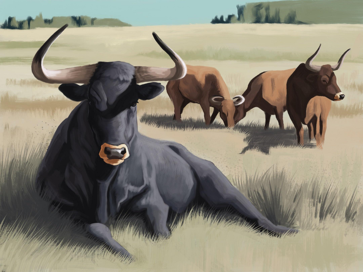 Theo bảo tàng Paleontologisk, Đại học Oslo, bò Tur có nguồn gốc từ Ấn Độ cách đây vài triệu năm, đã di cư đến Trung Đông và đi sâu vào châu Á, và đến châu Âu cách đây 250.000 năm. (Ảnh: Reddit)