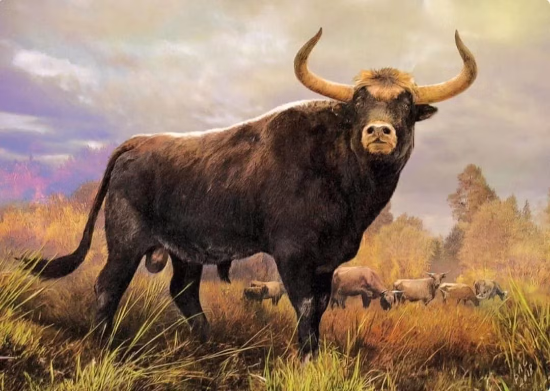 Ở phía nam châu Á, bò có u vai cao, lông màu vàng, mình hơi lép về phía mông, chân cao, đuôi dài quá khuỷu. Bò Tur rất khỏe, nhanh nhẹn. Con cái cao khoảng 150–170 cm, con đực cao khoảng 175–200 cm. Nhóm bò Tur đựợc thuần hóa cả ở châu Á và châu Âu, hình thành nên bò nhà châu Á (Bos Indicus) và bò nhà châu Âu (Bos Taurus). (Ảnh: Reddit)