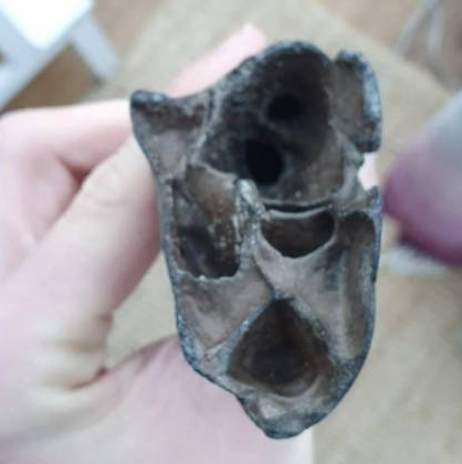 Phát hiện này làm dấy lên sự tò mò về các hóa thạch bò rừng thường trôi dạt vào bờ biển Bắc Âu và Vương quốc Anh, nơi từng là môi trường sinh sống của nhiều loài động vật cổ đại. (Ảnh: today.line.me)