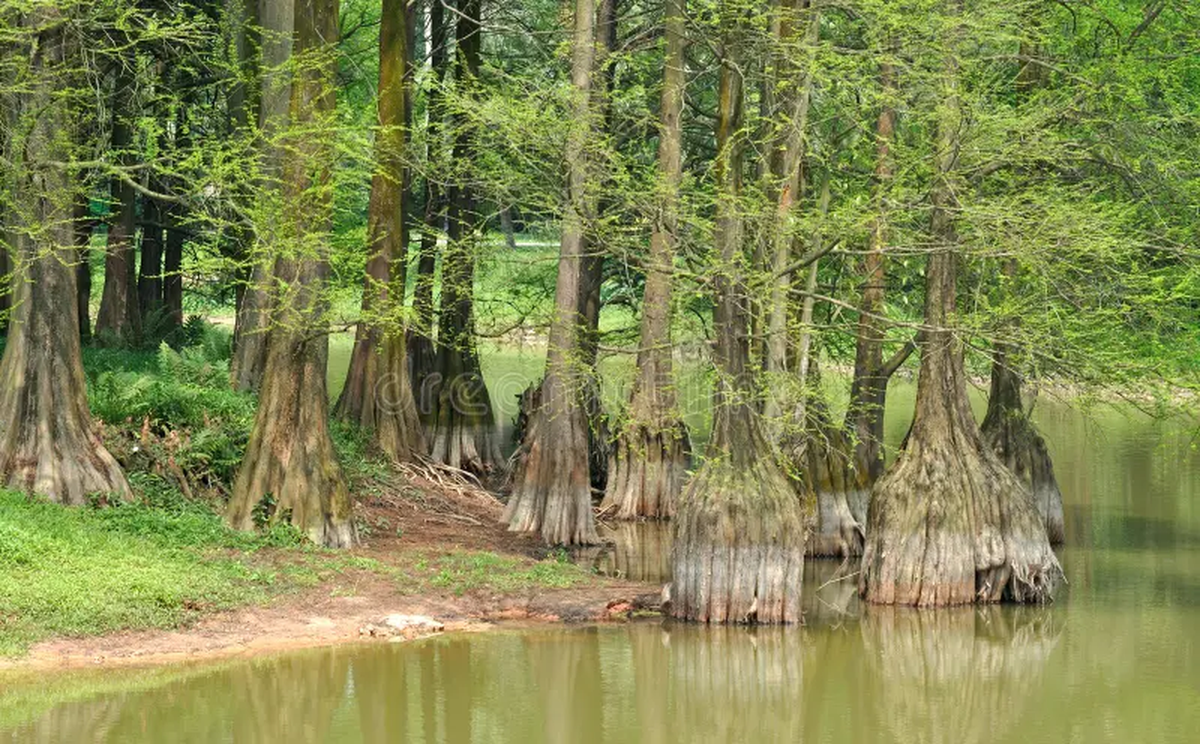 Cây cao khoảng 15–20 mét, có rễ khí sinh, lá mảnh như lá thông và đổi màu theo mùa tạo vẻ đẹp bí ẩn.(Ảnh: Dreamstime)