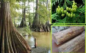 Gỗ thủy tùng hóa thạch có giá lên tới 250 triệu đồng/m³ và là biểu tượng sinh học quý giá phản ánh một kỷ nguyên cổ xưa của Trái Đất. (Ảnh: Nội Thất ICEP)