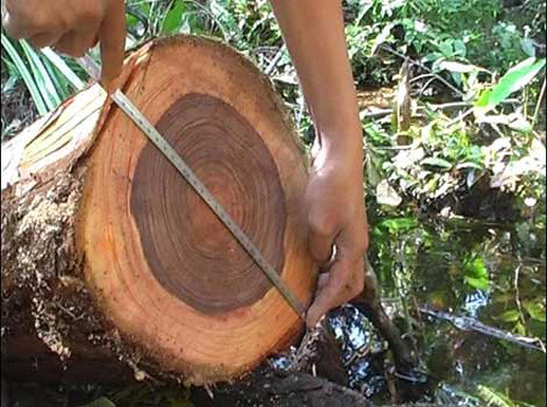 Gỗ thủy tùng chủ yếu được khai thác từ những cây hóa thạch bị vùi lấp hàng trăm đến hàng nghìn năm trong bùn đất yếm khí.(Ảnh: Flickr)