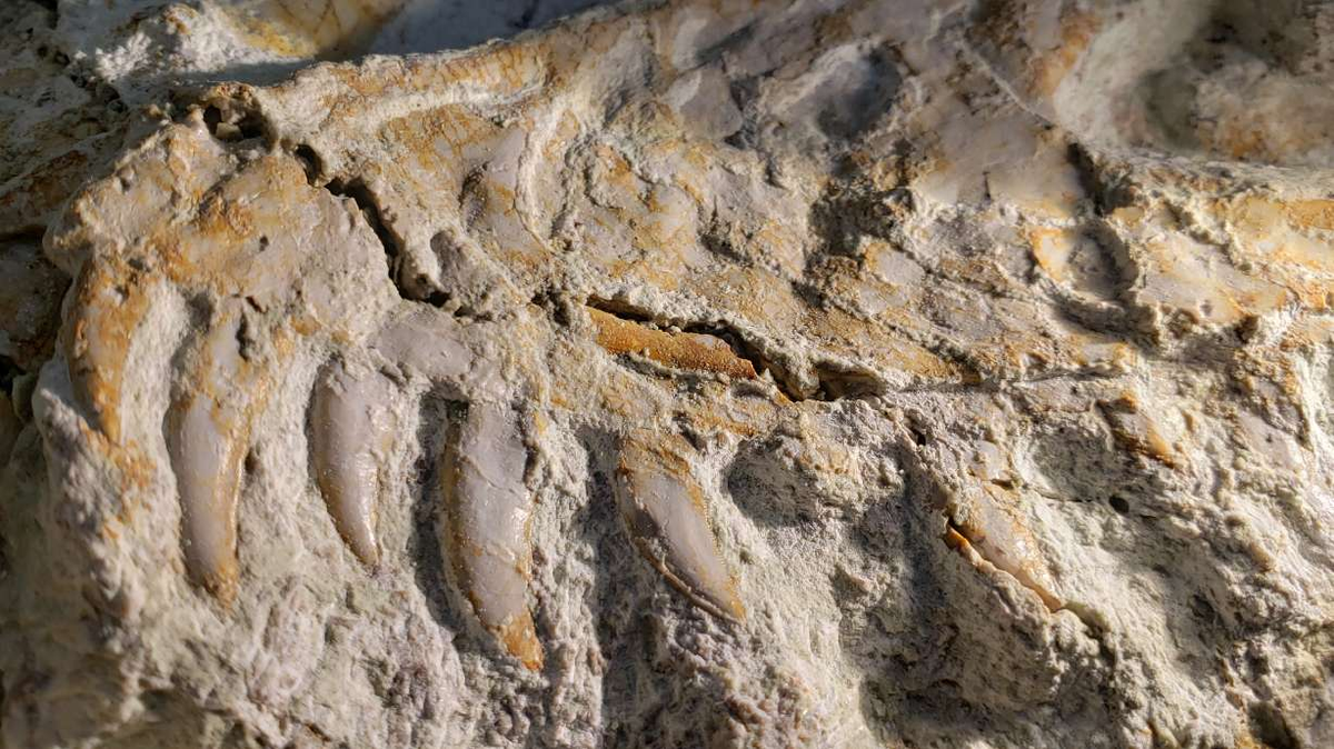 Bên trong khối đá, các nhà khoa học đã tìm thấy xương đùi, chày, và hàm dưới của Utahraptor, cùng hóa thạch khủng long con và một loài nhỏ chưa biết. (Ảnh: KSL News)