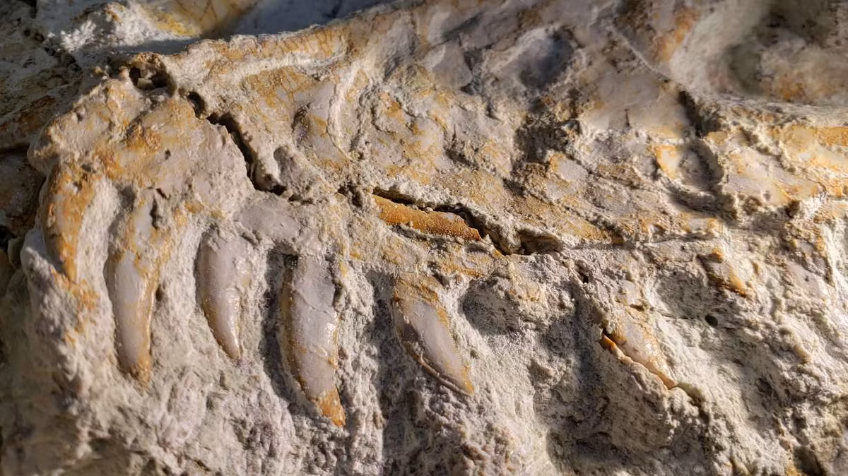 Bên trong khối đá, các nhà khoa học đã tìm thấy xương đùi, chày, và hàm dưới của Utahraptor, cùng hóa thạch khủng long con và một loài nhỏ chưa biết. (Ảnh: KSL News)