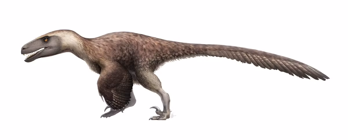 Utahraptor, nghĩa là "kẻ săn mồi vùng Utah", là chi khủng long Theropoda lớn nhất thuộc họ Dromaeosauridae. Loài duy nhất được công nhận, Utahraptor ostrommaysorum, có niên đại từ tầng Barremia của kỷ Creta, khoảng 126 triệu năm trước. (Ảnh: Dinopedia)