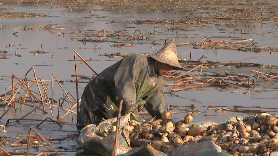 Trong lúc dọn ao sau nhà vào năm 1986, lão nông Chu Tĩnh Hạo ở An Huy bất ngờ phát hiện một thỏi vàng cổ. (Ảnh: Người đưa tin)