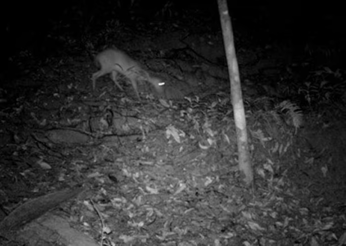 Khu Bảo tồn Thiên nhiên Xuân Liên (Thanh Hóa) ghi nhận 11 cá thể Mang Pù Hoạt (Muntiacus puhoatensis) - loài vật cực hiếm được ví như "thần thú phương Đông" tưởng đã tuyệt chủng, cùng 36 cá thể Mang thường (Muntiacus muntjak). (Ảnh: báo Tiền Phong)