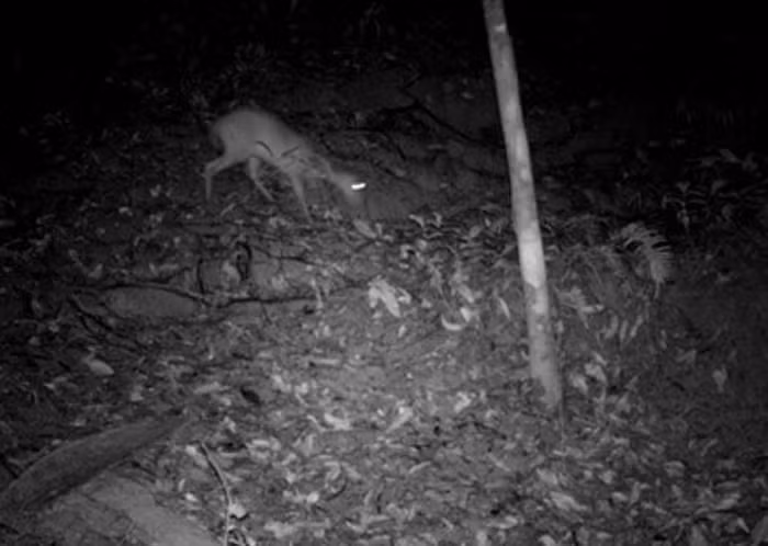 Khu Bảo tồn Thiên nhiên Xuân Liên (Thanh Hóa) ghi nhận 11 cá thể Mang Pù Hoạt (Muntiacus puhoatensis) - loài vật cực hiếm được ví như "thần thú phương Đông" tưởng đã tuyệt chủng, cùng 36 cá thể Mang thường (Muntiacus muntjak). (Ảnh: báo Tiền Phong)