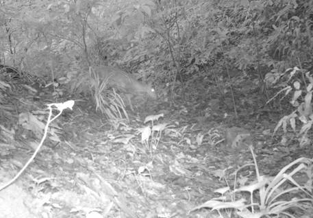 Đây là ghi nhận đầu tiên trên thế giới về hình ảnh và mẫu vật đầy đủ của Mang Pù Hoạt kể từ khi được mô tả năm 1929. (Ảnh: Tạp chí môi trường)